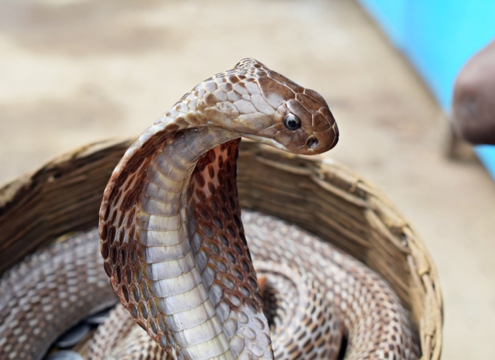 Королевская кобра, или гамадриад (лат. Ophiophagus hannah), фото фотография рептилии