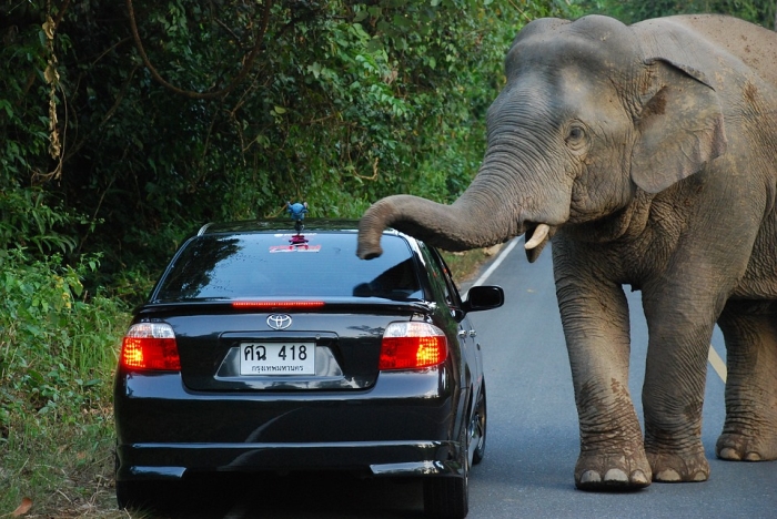 Индийский слон выпрашивает еду, фото фотография 