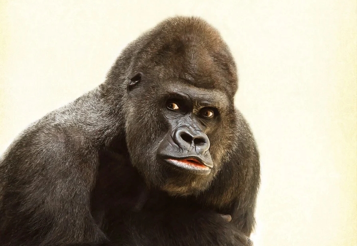 Самец гориллы, фото фотография приматы