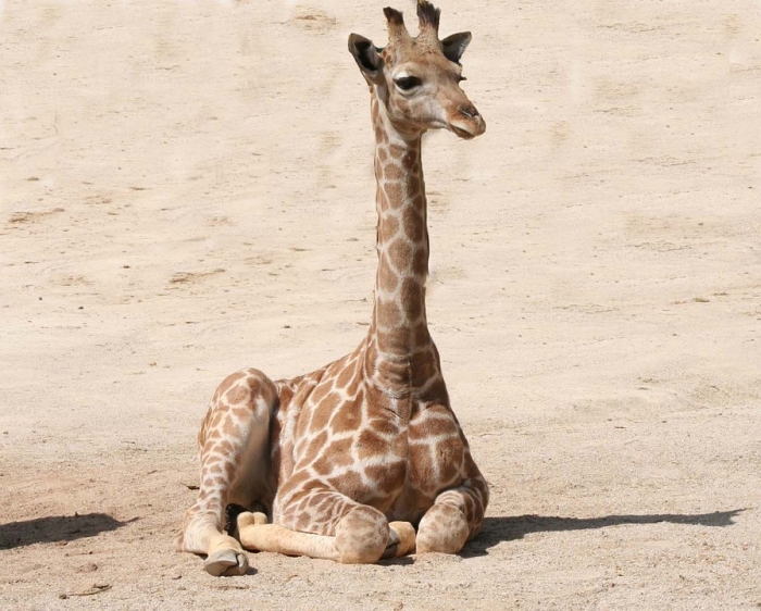 Детеныш жирафа, жирафенок, фото фотография парнокопытные