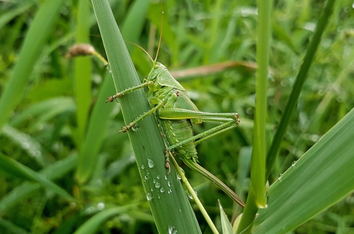 Зеленый кузнечик в траве, фото фотография насекомые