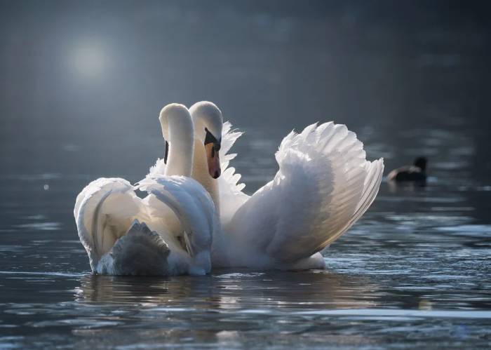 Пара белых лебедей, фото фотография птицы
