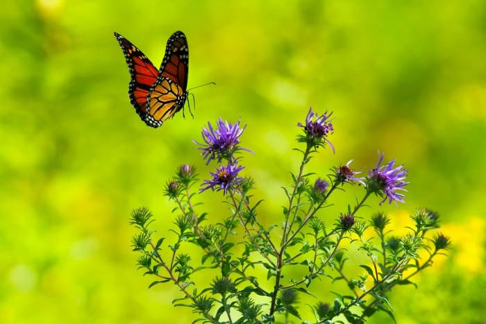Бабочка монарх летит к цветку, фото фотография насекомые