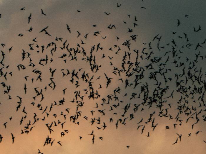Стая летучих мышей в небе, фото фотография рукокрылые