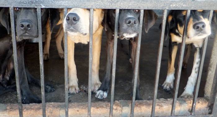 Собаки в тесной клетке, фото фотография 
