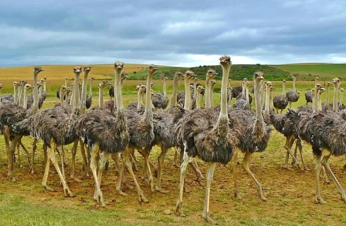 Стадо африканских страусов, фото фотография птицы