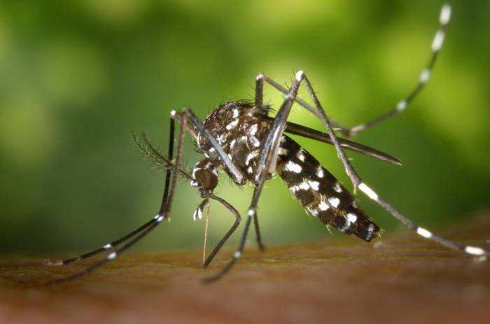 Азиатский тигровый комар (Aedes albopictus), фото фотография насекомые