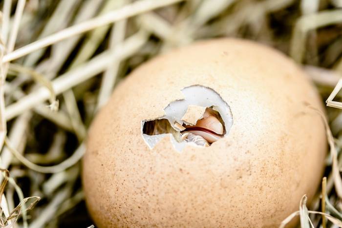 Куриное яйцо, вылупление цыпленка из яйца, фото фотография птицы