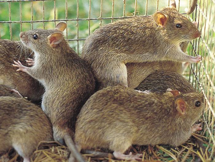 Серебристобрюхие крысы (Rattus argentiventer), фото фотография грызуны