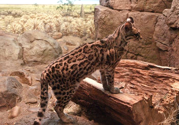 Маргай (Leopardus wiedii), фото фотография хищники