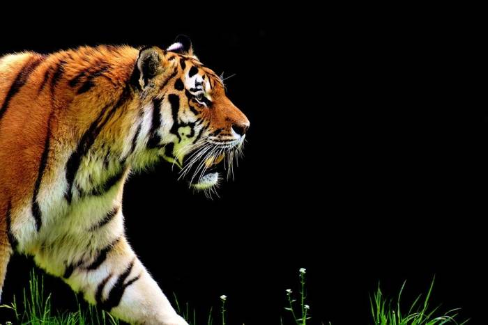 Тигр, фото фотография хищники