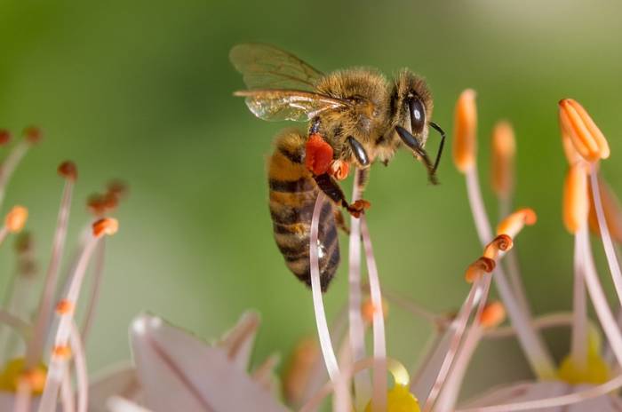 Пчела собирает нектар, фото фотография насекомые