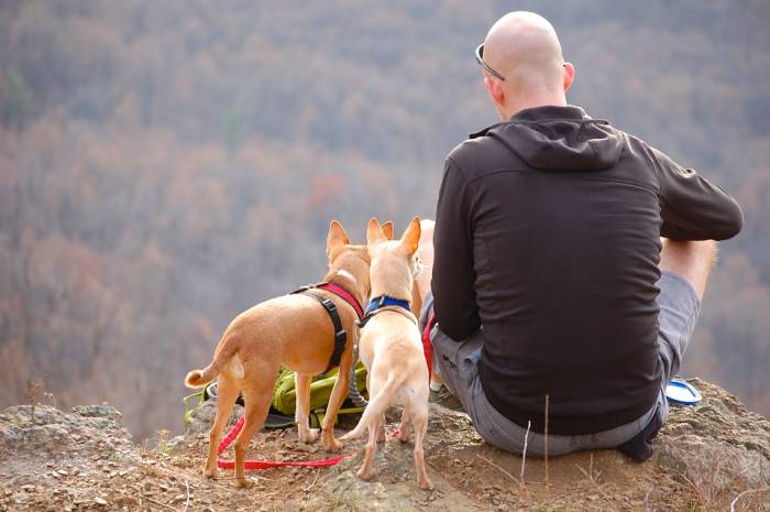 Мужчина и две маленьких собачки, фото фотография питомцы