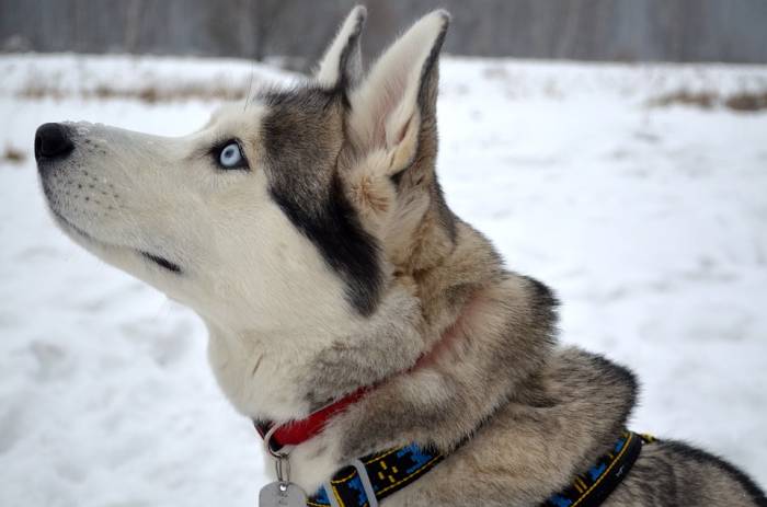 Сибирский хаски, фото фотография собаки