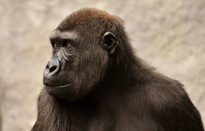 Горилла, фото фотография приматы