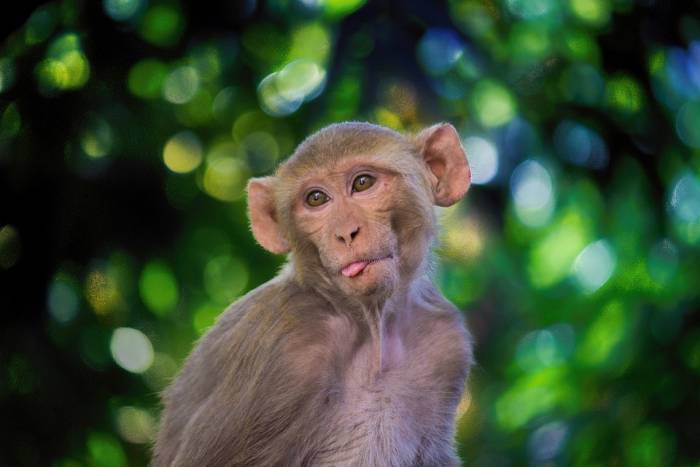 Макака-резус (Macaca mulatta), фото фотография приматы