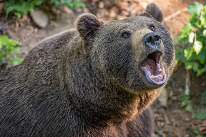 Бурый медведь (лат. Ursus arctos), фото фотография хищники