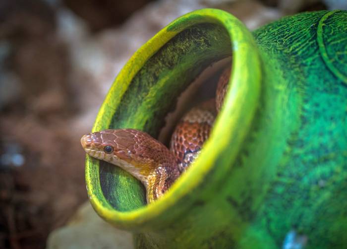 Змея в керамическом горшке, фото фотография рептилии