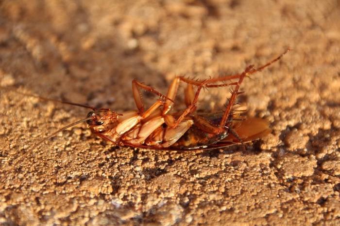 Мертвый дохлый таракан, фото фотография насекомые