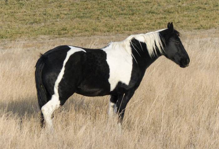 Пятнистая лошадь, фото фотография 
