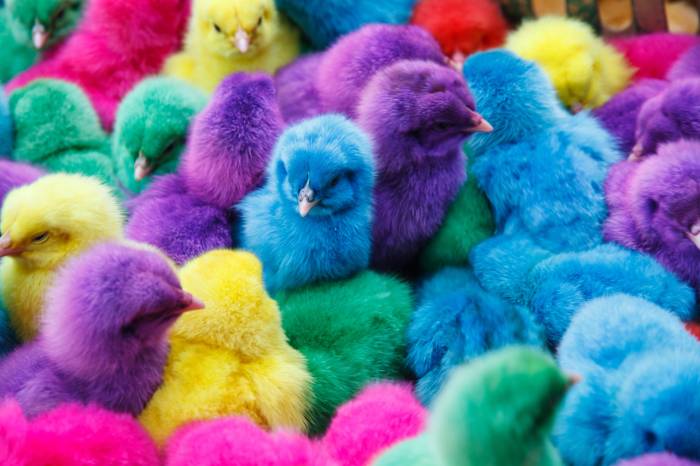 Цветные цыплята, фото фотография птицы