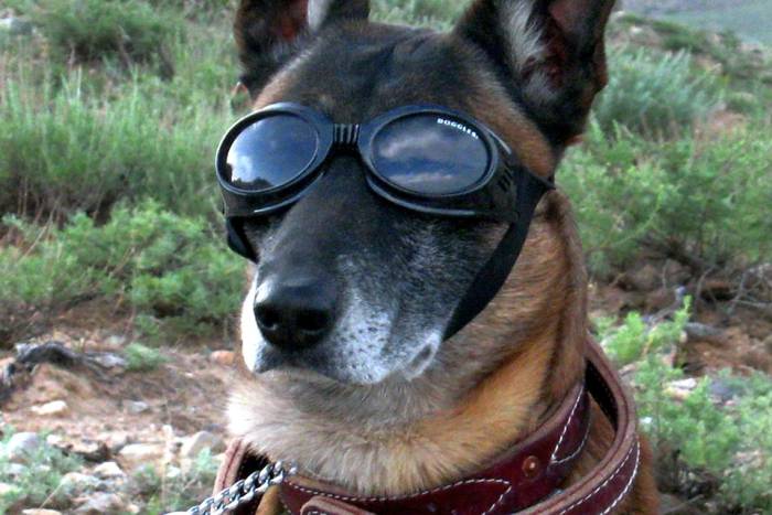 Немецкая овчарка в очках, фото фотография собаки