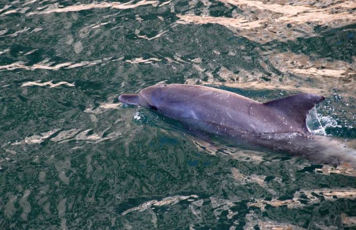 Дельфин, фото фотография киты