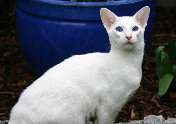 Белая голубоглазая сиамская кошка, фото фотография питомцы