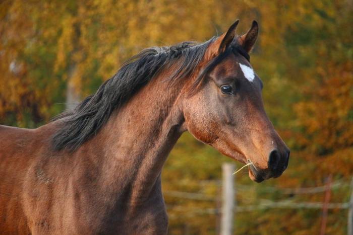 Арабская лошадь, фото фотография 