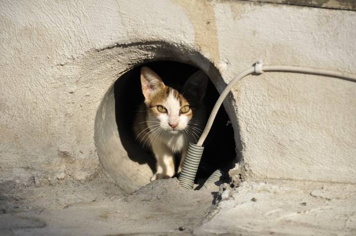Бездомная дикая кошка, фото фотография 
