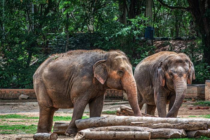 Азиатские слоны, фото фотография дикие животные