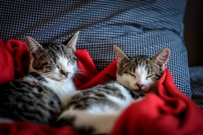 Две домашние кошки, фото фотография кошки