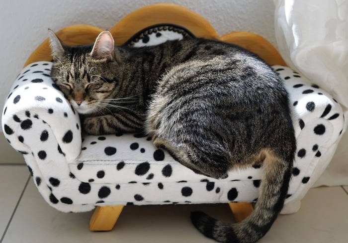 Спящая на диване кошка, фото фотография 