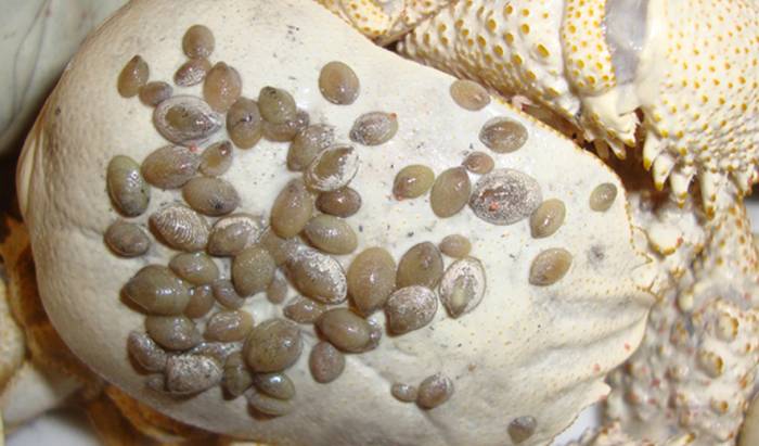 Моллюски (Lepetodrilus sp.), фото фотография 