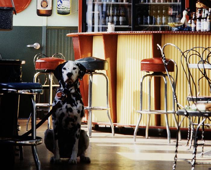 Далматин сидит в баре, фото фотография собаки