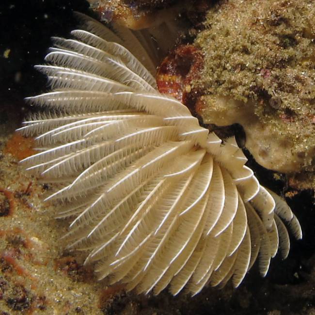 Полихеты, многощетинковые черви (Polychaeta), фото фотография беспозвоночные