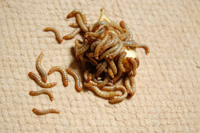 Большой мучной хрущак, личинки (Tenebrio molitor), фото фотография насекомые