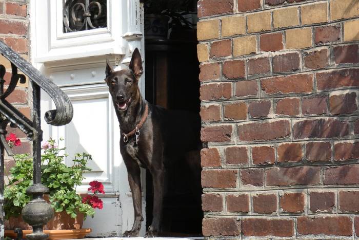 Собака, охраняющая дом, фото фотография питомцы