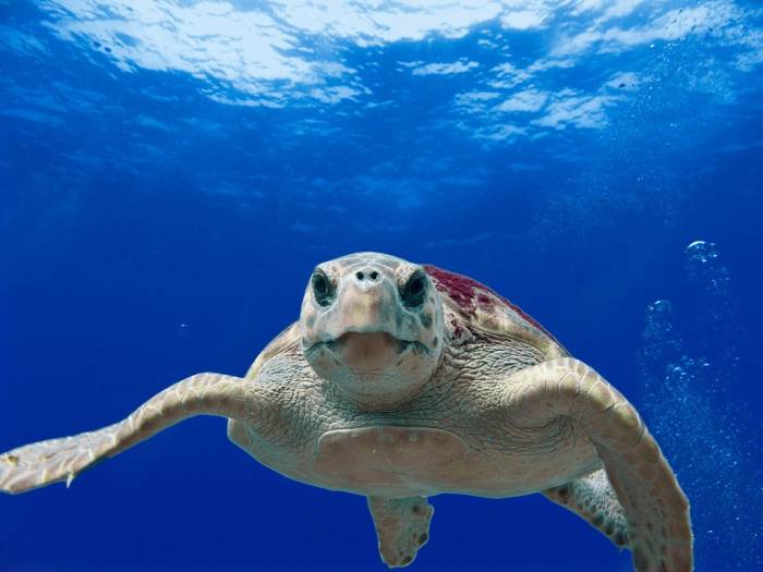 Логгерхед, головастая черепаха, головастая морская черепаха или каретта (лат. Caretta caretta), фото фотография рептилии