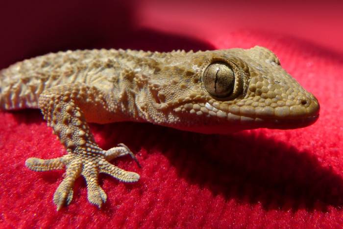 Ящерица геккон, фото фотография рептилии