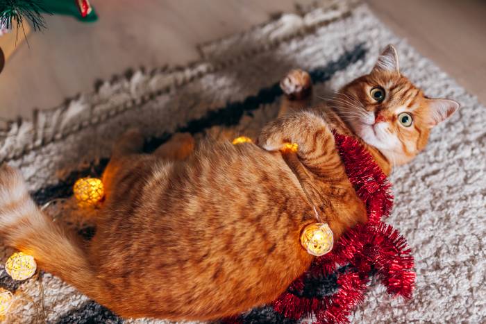 Рыжий толстый кот, фото фотография питомцы