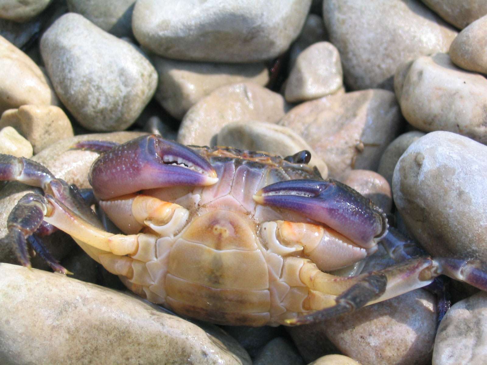 природа животные краб nature animals crab загрузить