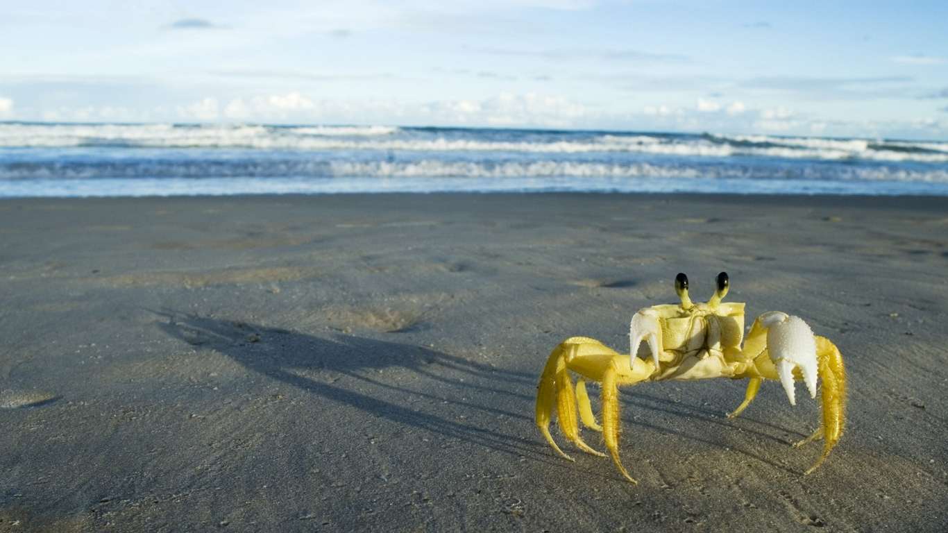 - (Ghost crab),      