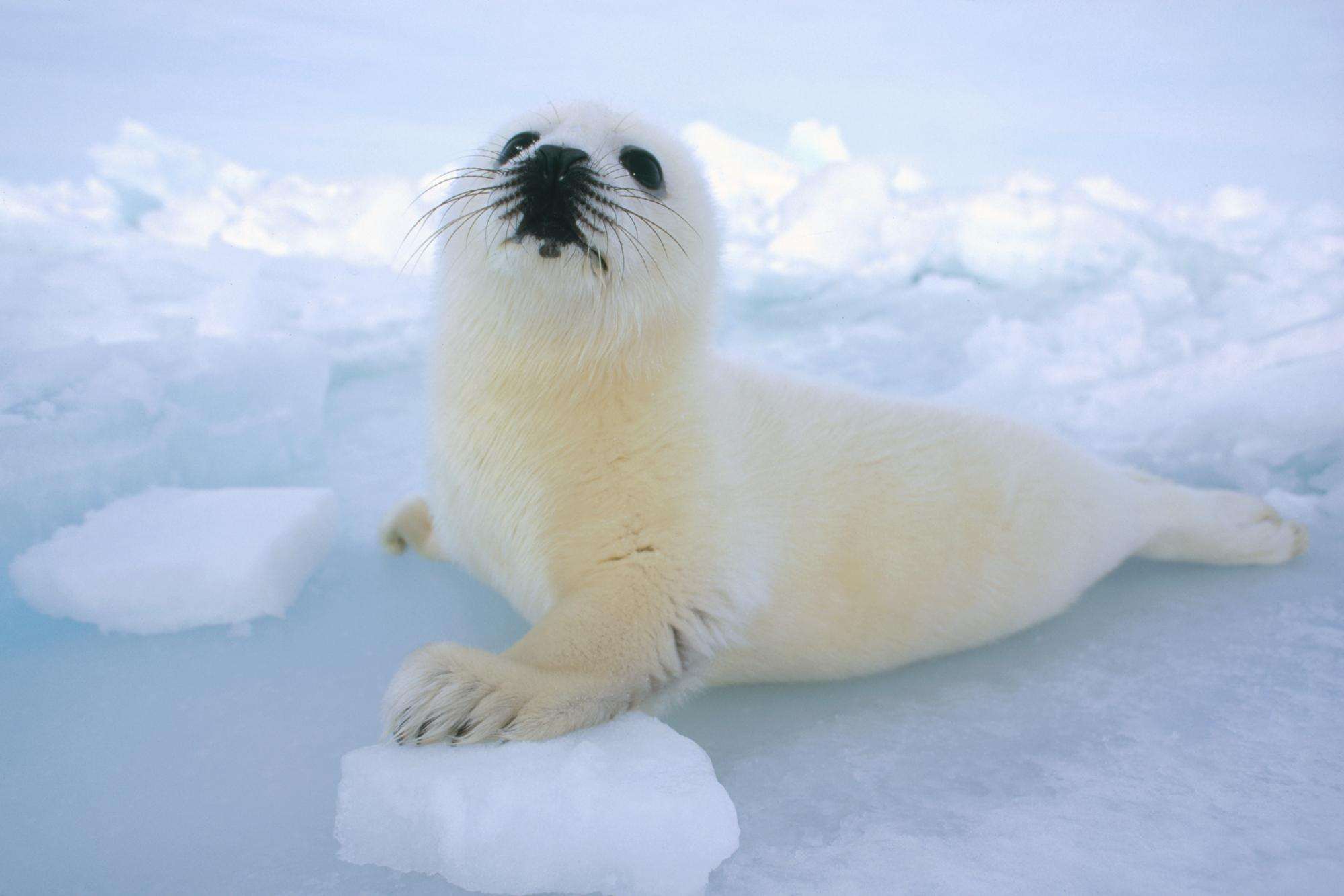 Белек гренландского тюленя