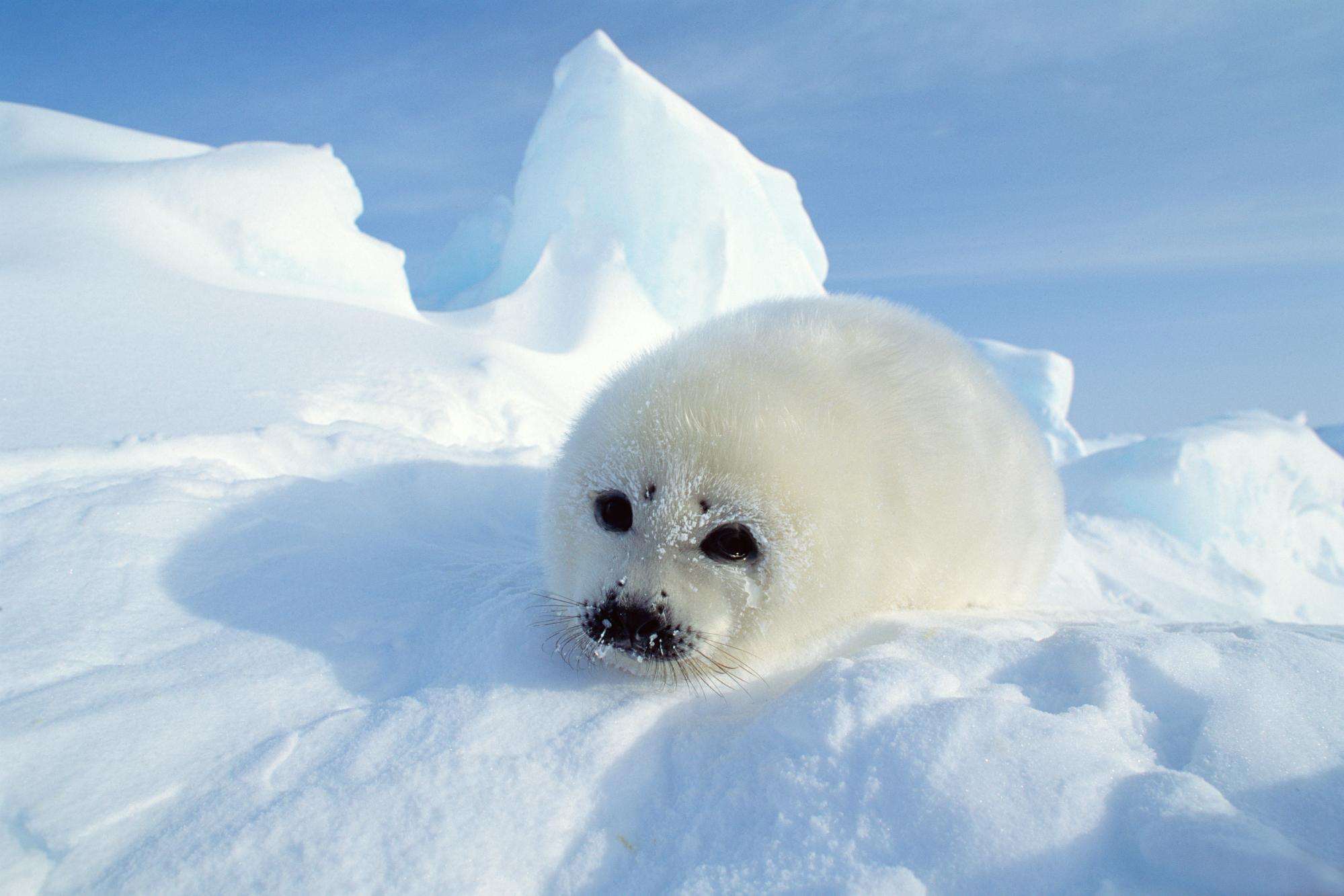 Гренландский тюлень (Лысун)