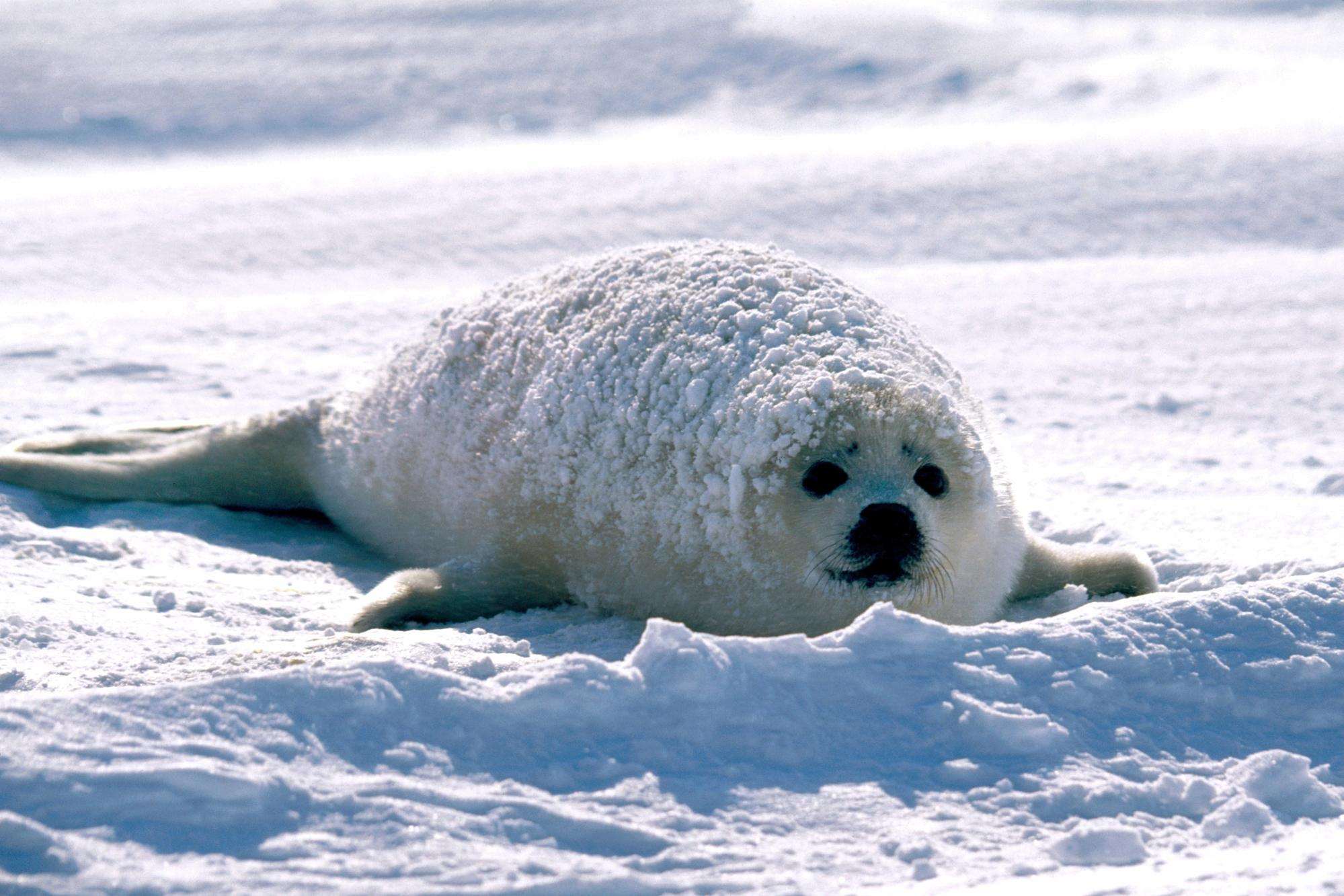 Тюлень Северного Ледовитого океана