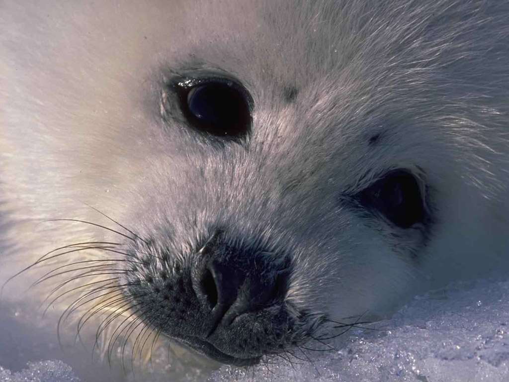 Гренландский тюлень фотообои, фото обои, фотография