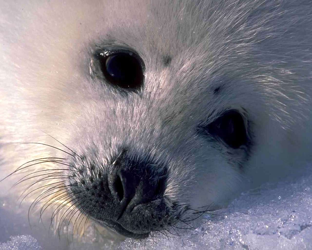 Гренландский тюлень фотообои, фото обои, фотография