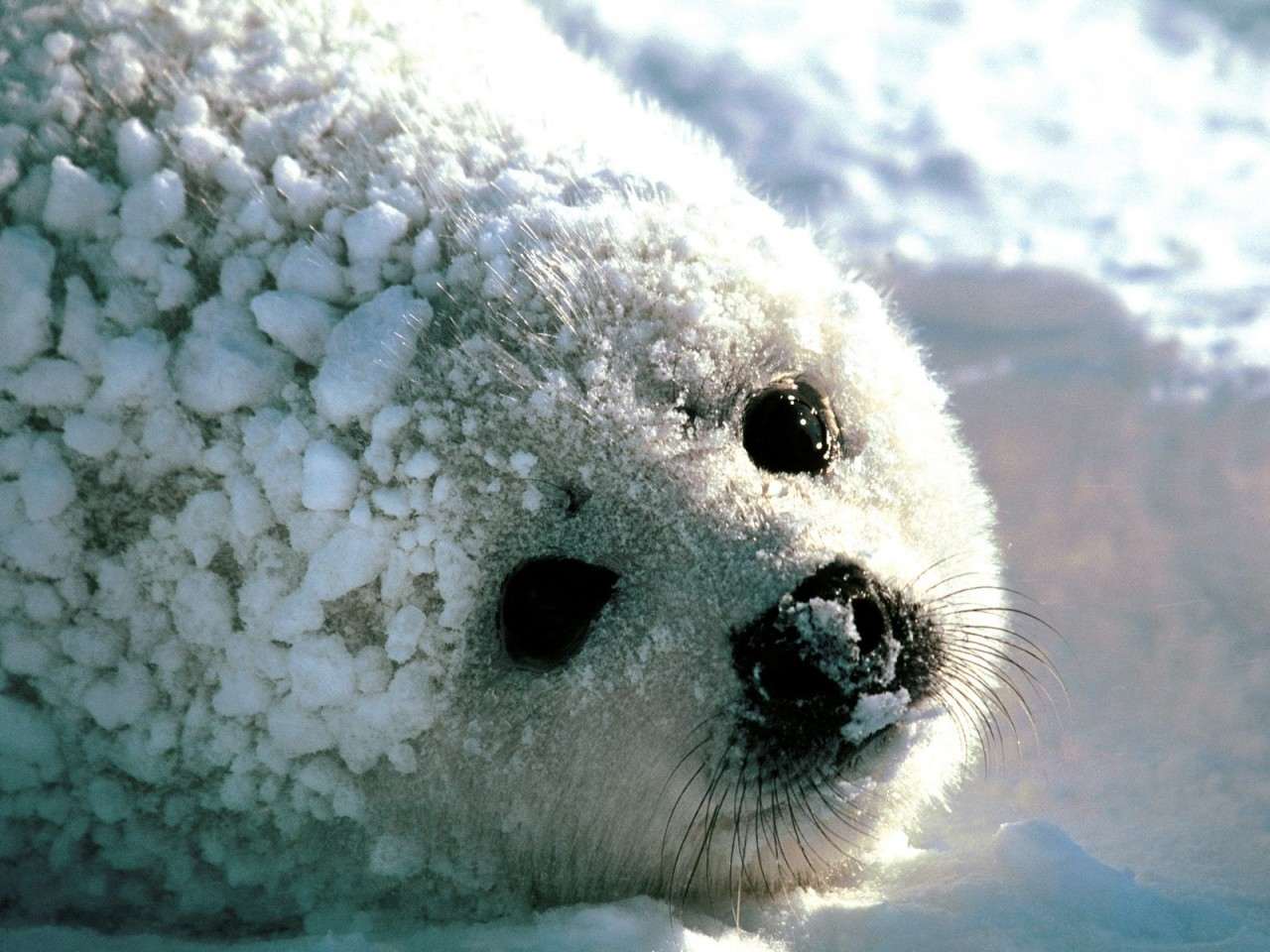Белек гренландского тюленя, фото фотография картинка обои
