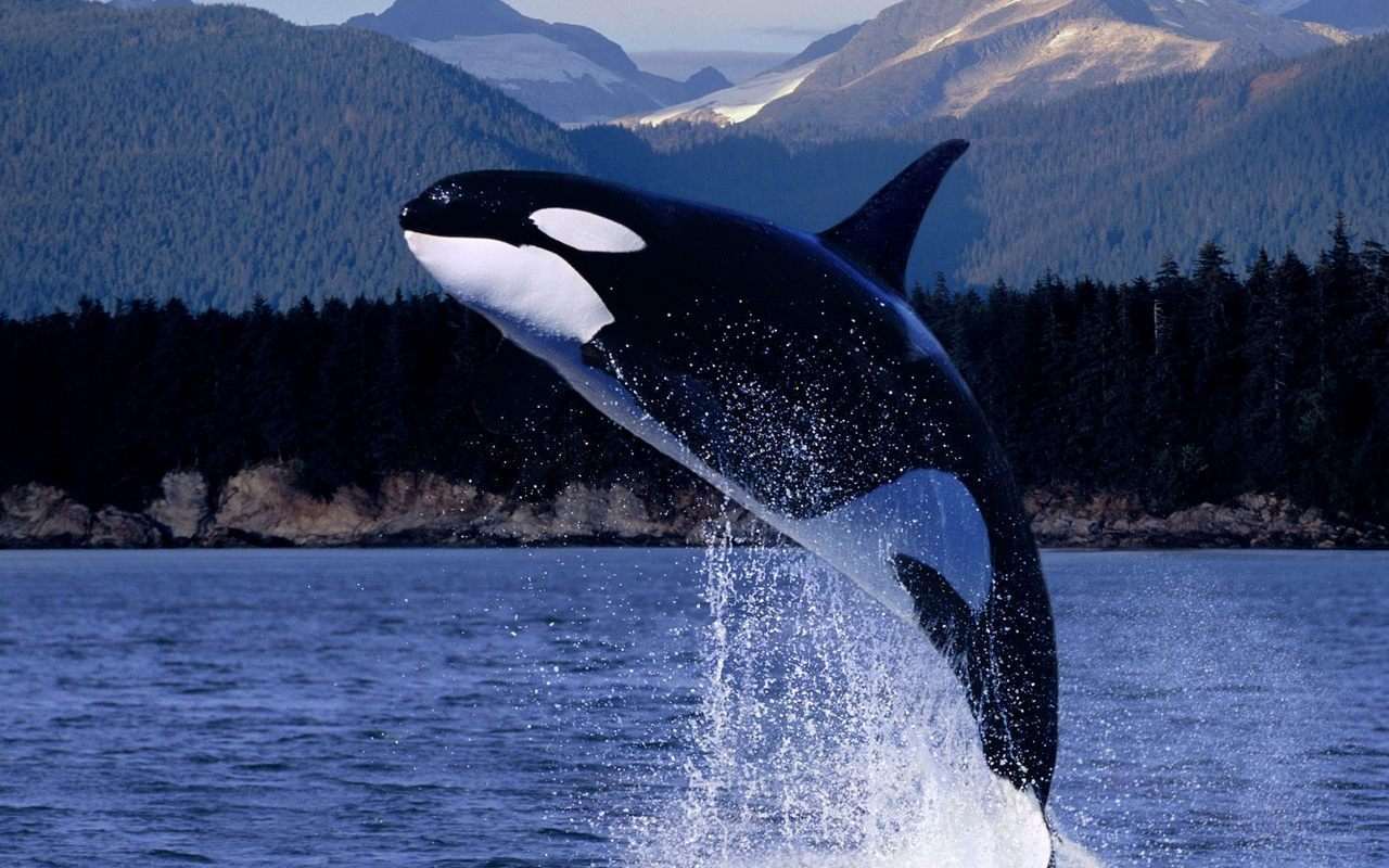  (Orcinus orca),    